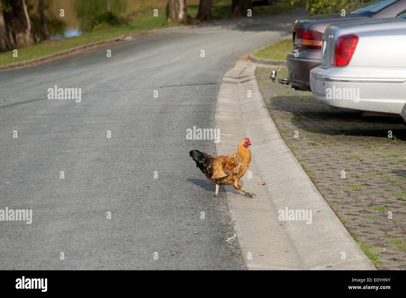 Chicken road gokspel - Het Populaire Spel Chick'n Road: Een Leuke Gokspel in Nederland Chicken road gokspel - Het Populaire Spel Chick'n Road: Een Leuke Gokspel in Nederland